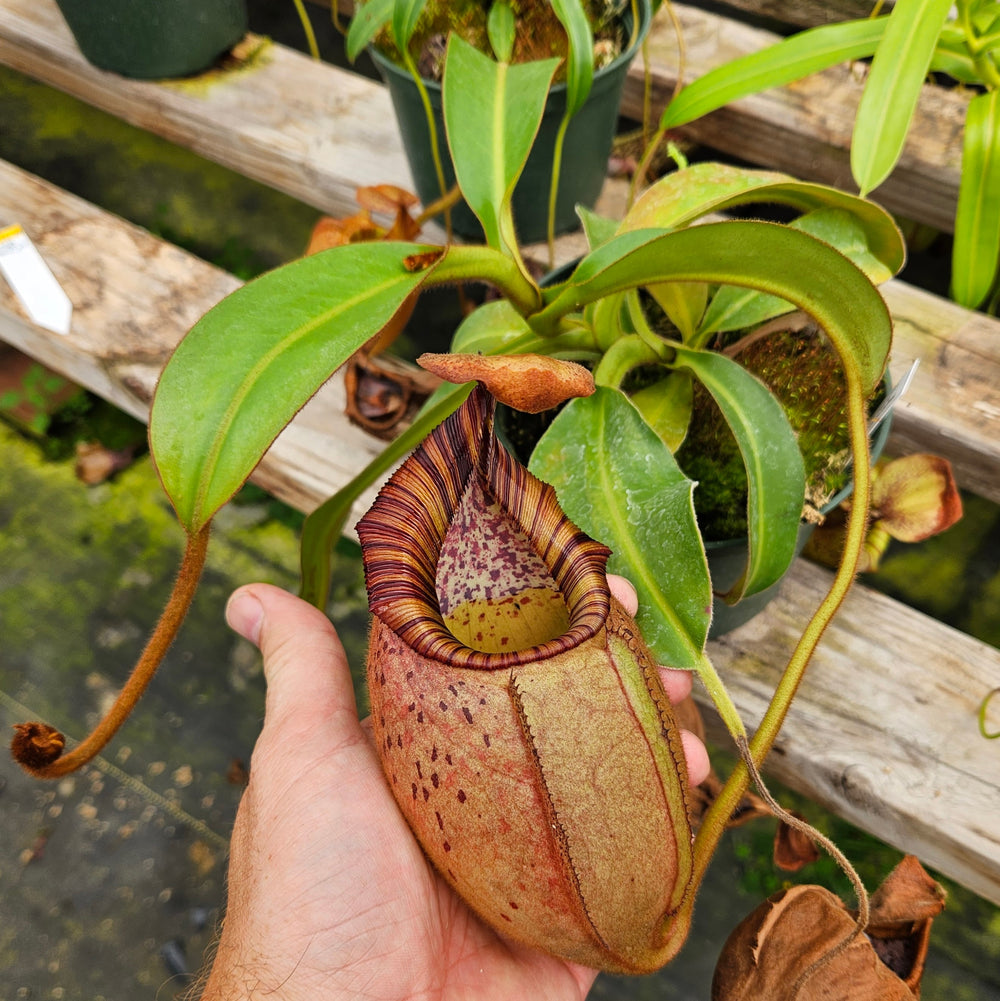 Nepenthes Dancing Vortex