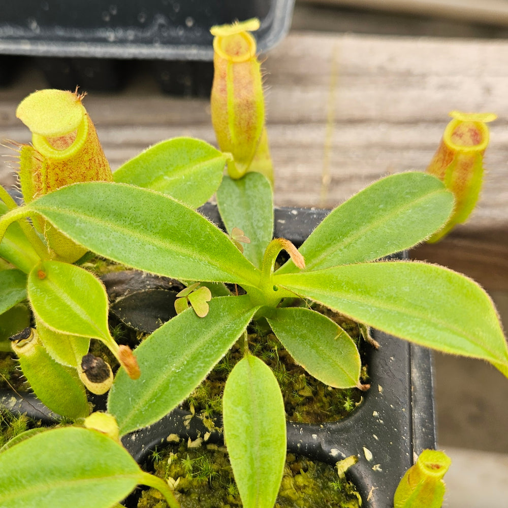 Nepenthes Talented Triumph