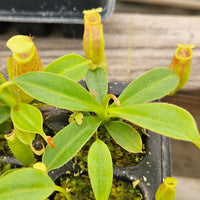 Nepenthes Talented Triumph