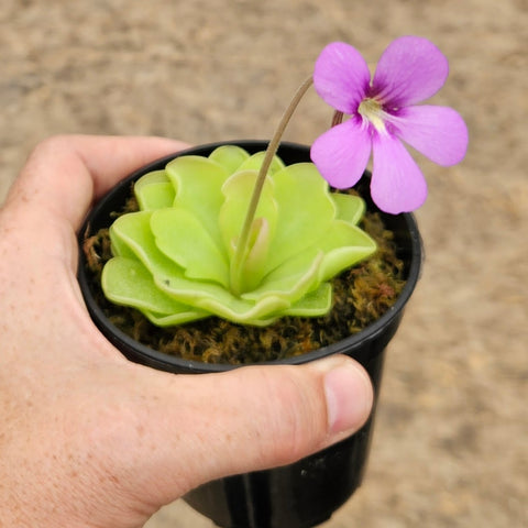 Pinguicula 'Pirouette'
