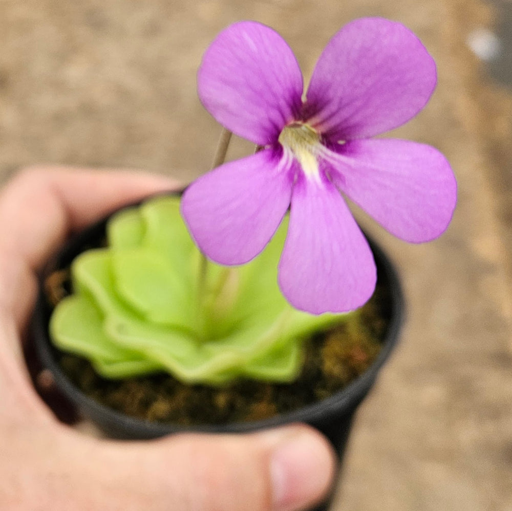 Pinguicula 'Pirouette'