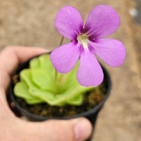 Pinguicula 'Pirouette'