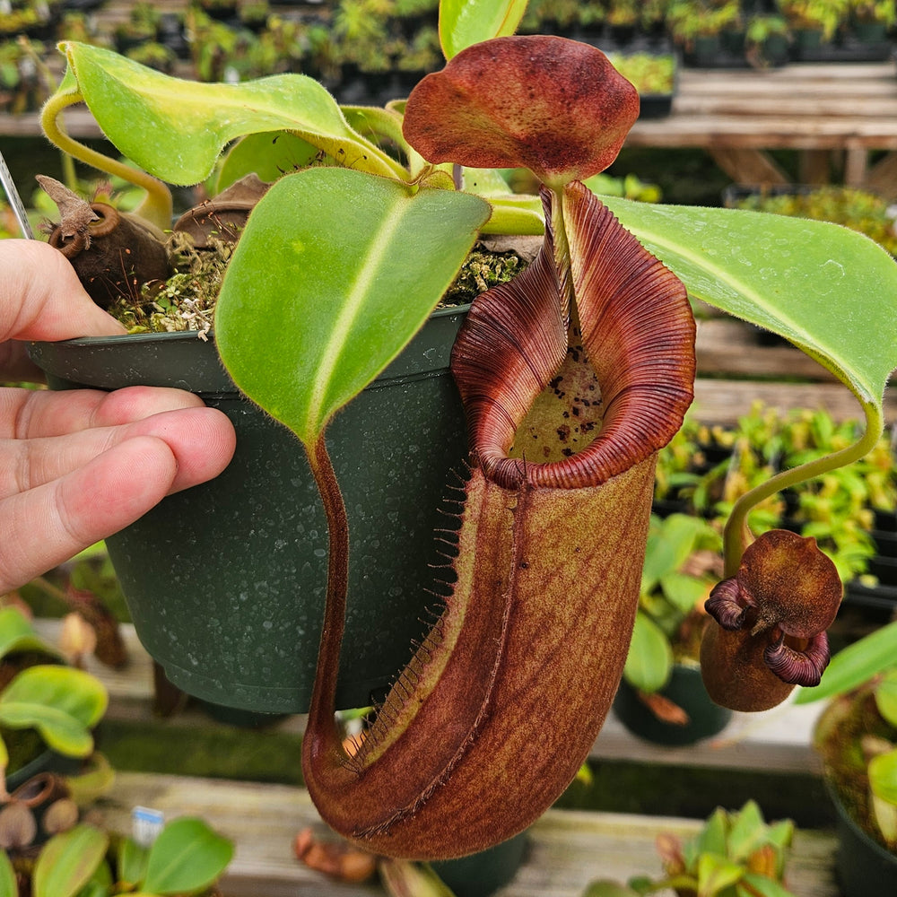nepenthes pedal Nepenthes Talented Tower
