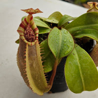 Nepenthes veitchii Valiant Vortex Specimen - Guaranteed Stripes