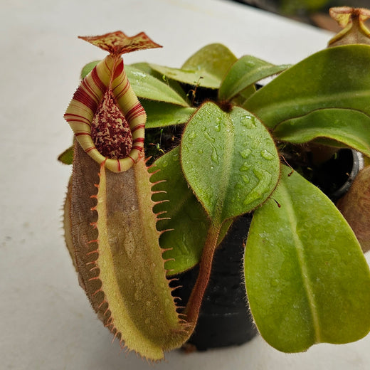 Nepenthes veitchii Valiant Vortex Specimen - Guaranteed Stripes