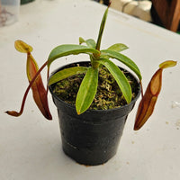 Nepenthes Daring Silence Specimen - Toothy Hybrid