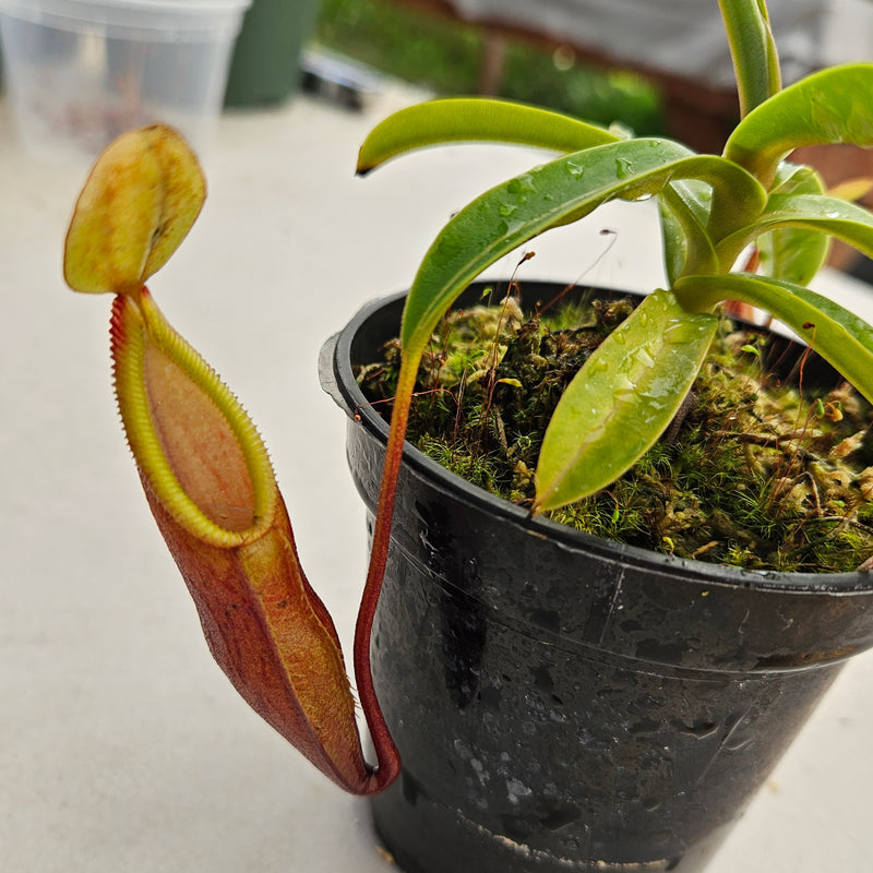 Nepenthes Daring Silence Specimen - Toothy Hybrid