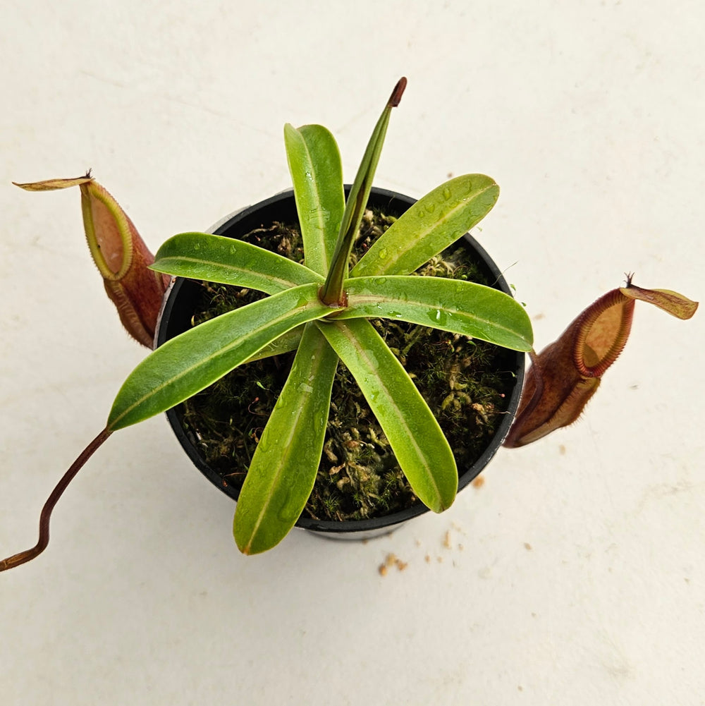 Nepenthes Daring Silence Specimen - Toothy Hybrid