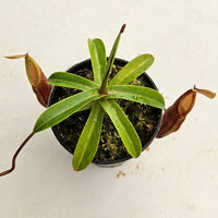 Nepenthes Daring Silence Specimen - Toothy Hybrid