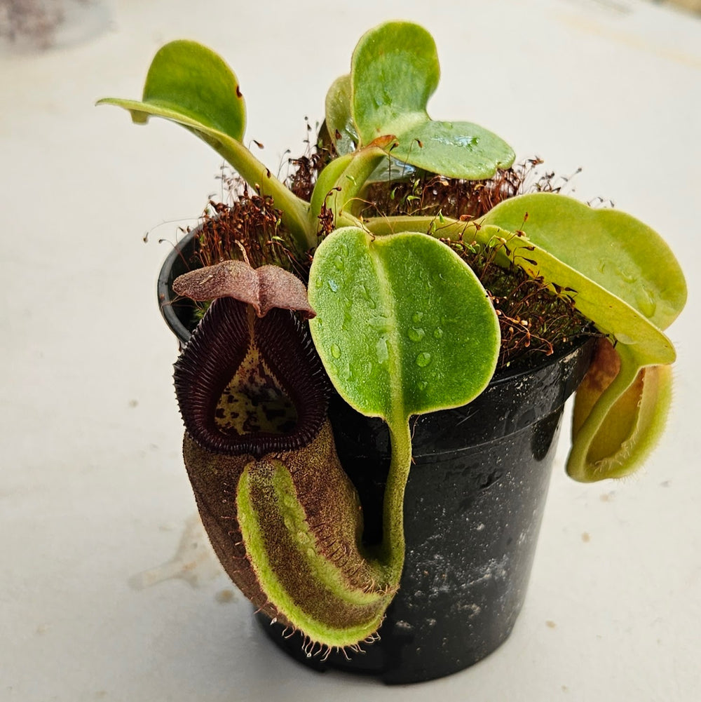 Nepenthes robcantleyi Specimen - Deep Black Color