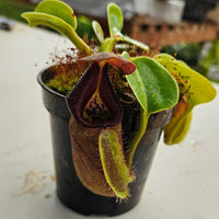 Nepenthes robcantleyi Specimen - Deep Black Color