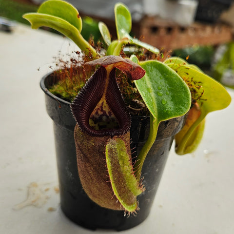 Nepenthes robcantleyi Specimen - Deep Black Color