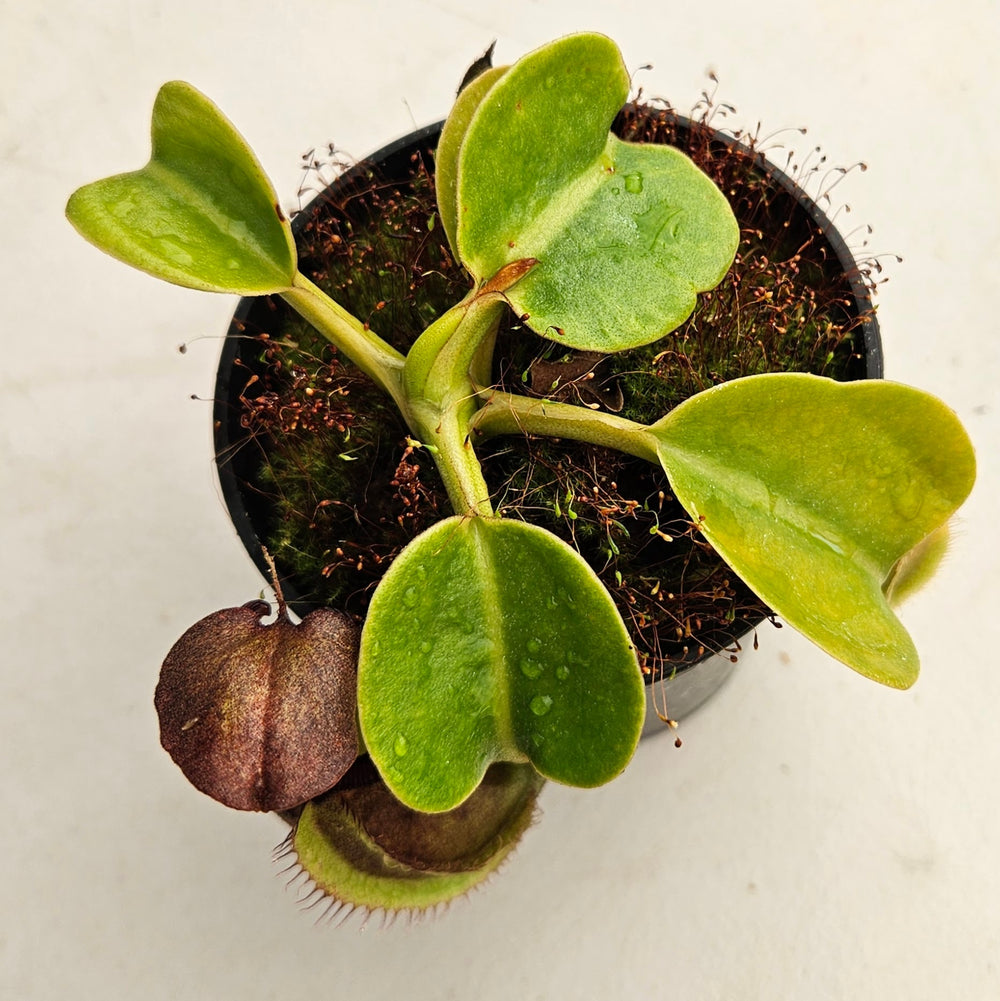Nepenthes robcantleyi Specimen - Deep Black Color