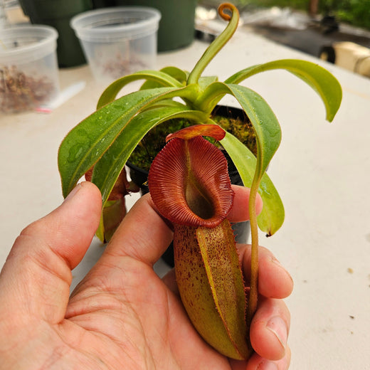 Nepenthes Valiant Spirit Specimen - Flared Peristome