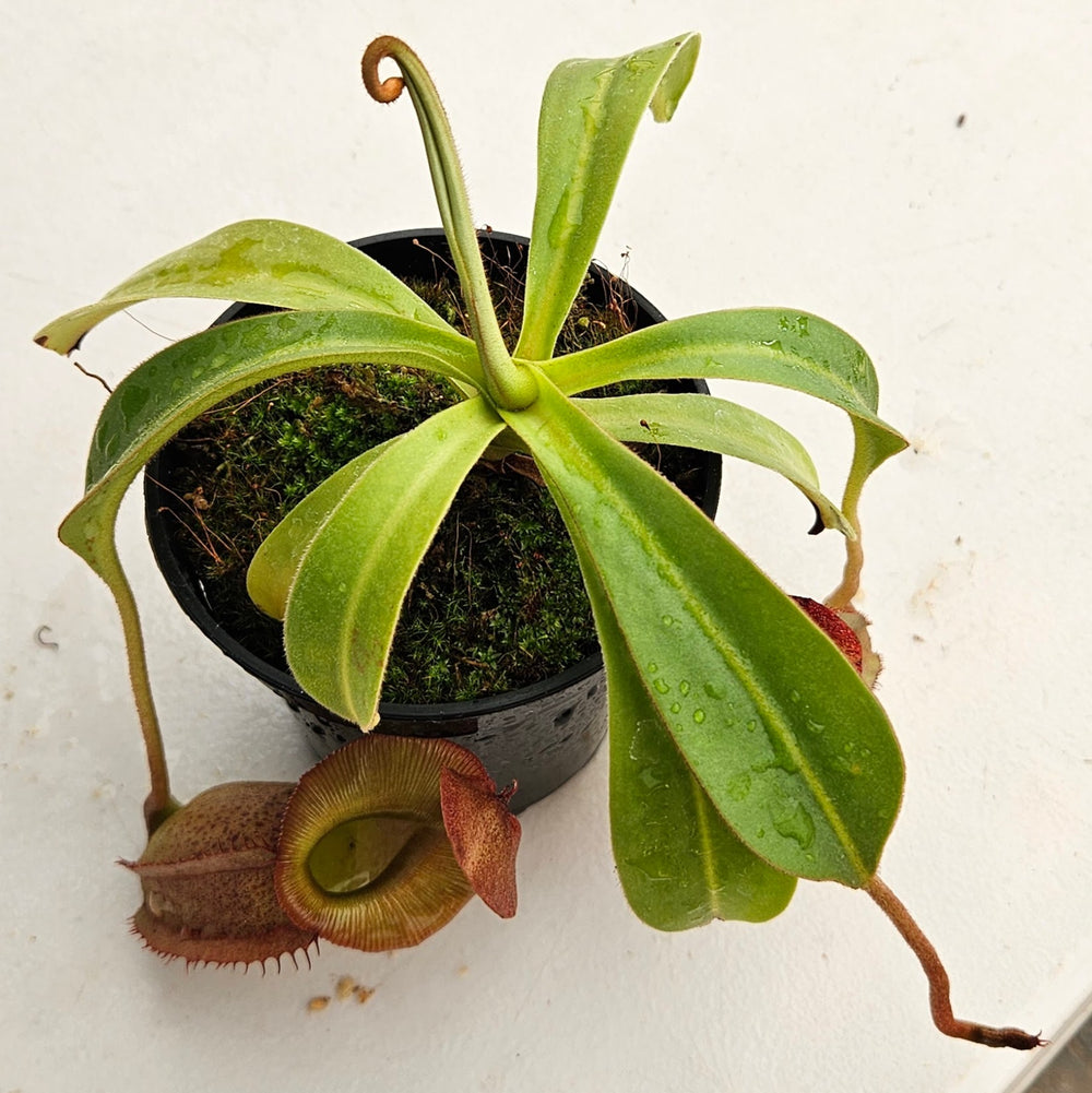 Nepenthes Valiant Spirit Specimen - Flared Peristome