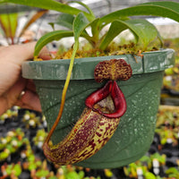Nepenthes Furious Triumph