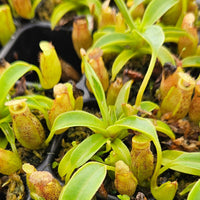 Nepenthes Furious Triumph