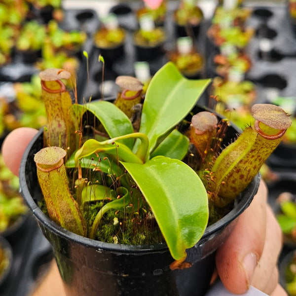 Nepenthes Furious Victory | Nepenthes Hybrid Pitcher Plant