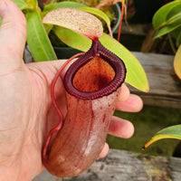Nepenthes Jolly Sculpture