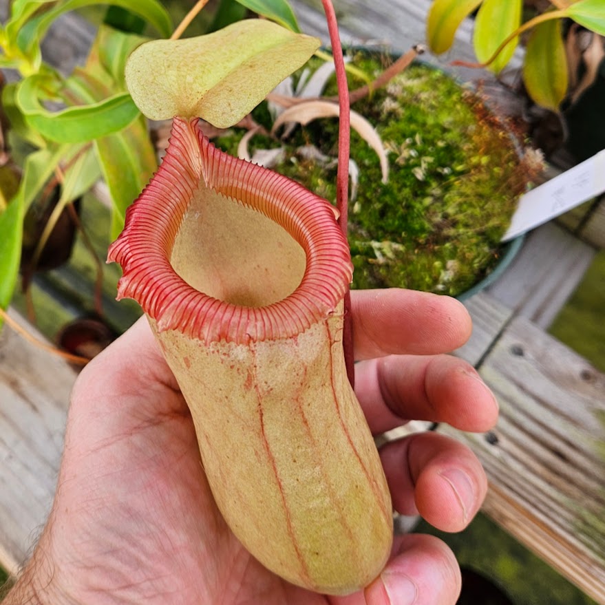 pitcher plant pot size Nepenthes Jolly Sculpture