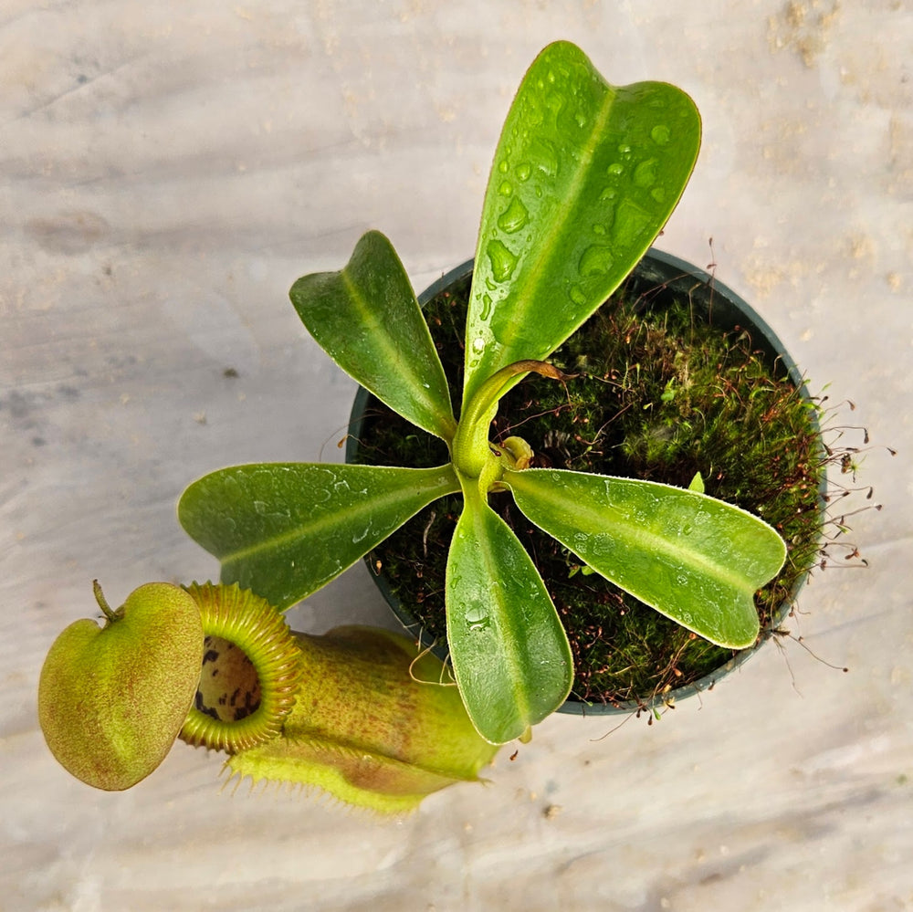 Nepenthes Stoic Emperor Specimen - N. spathulata x edwarsiana