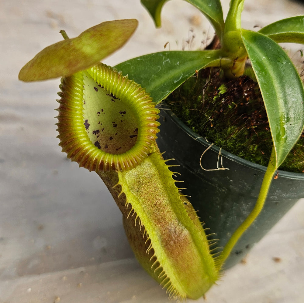 Nepenthes Stoic Emperor Specimen - N. spathulata x edwarsiana
