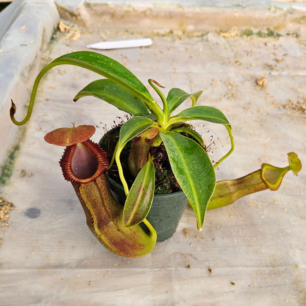 Nepenthes Stoic Emperor Specimen - N. spathulata x edwarsiana with basal