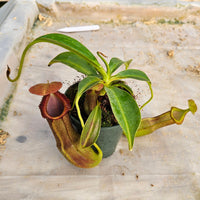 Nepenthes Stoic Emperor Specimen - N. spathulata x edwarsiana with basal