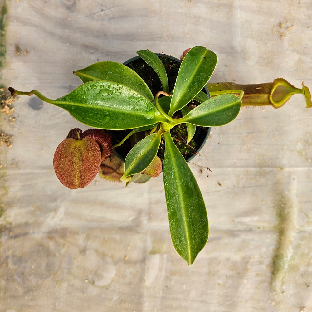 Nepenthes Stoic Emperor Specimen - N. spathulata x edwarsiana with basal