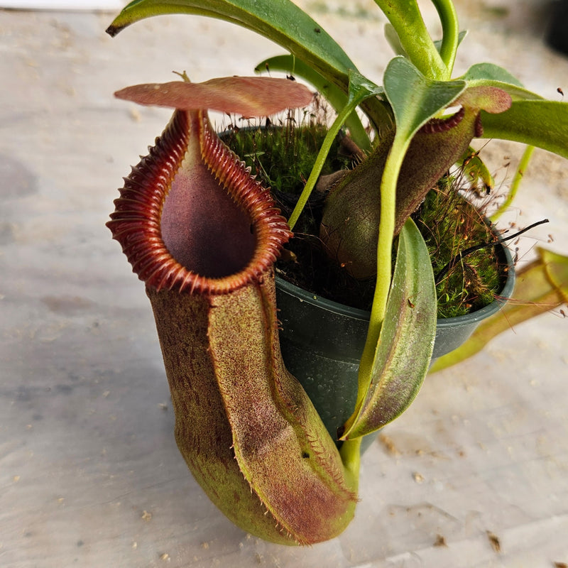 Nepenthes Stoic Emperor Specimen - N. spathulata x edwarsiana with basal