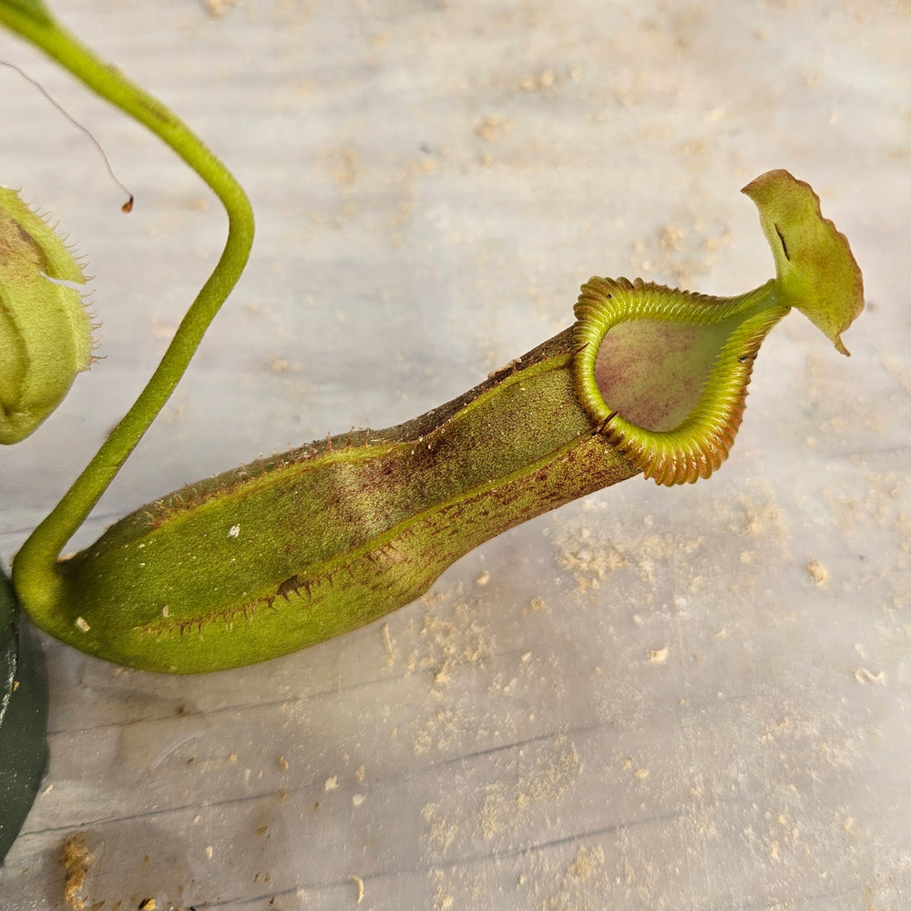 Nepenthes Stoic Emperor Specimen - N. spathulata x edwarsiana with basal