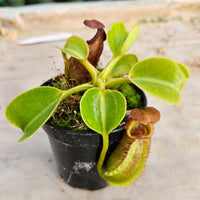 Nepenthes robcantleyi Specimen - Seed Grown