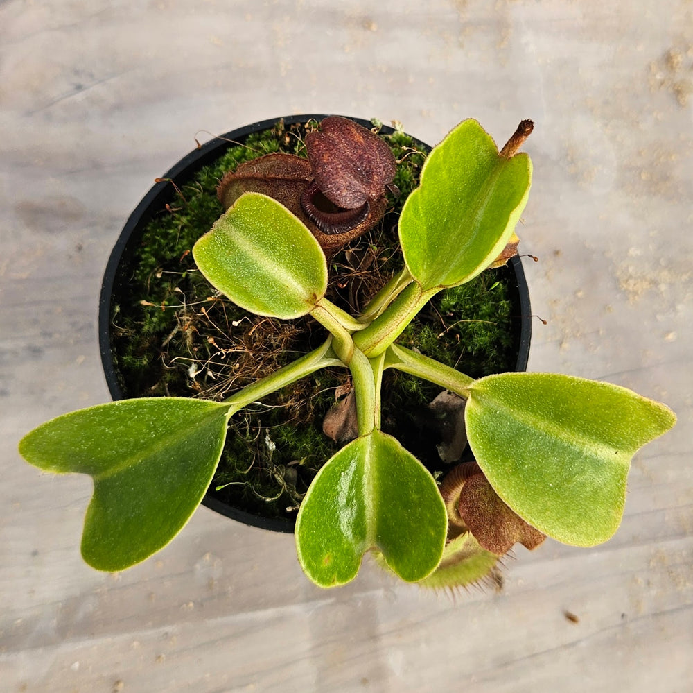 Nepenthes robcantleyi Specimen - Seed Grown