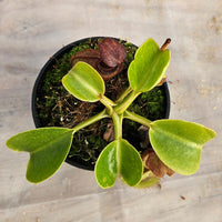 Nepenthes robcantleyi Specimen - Seed Grown