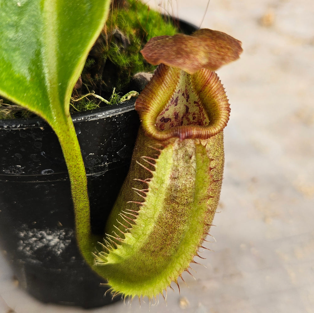 Nepenthes robcantleyi Specimen - Seed Grown