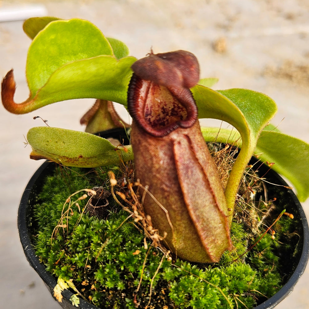 Nepenthes robcantleyi Specimen - Seed Grown
