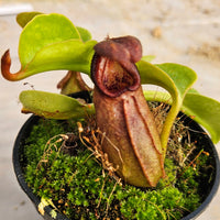 Nepenthes robcantleyi Specimen - Seed Grown