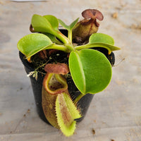 Nepenthes robcantleyi Specimen - Seed Grown