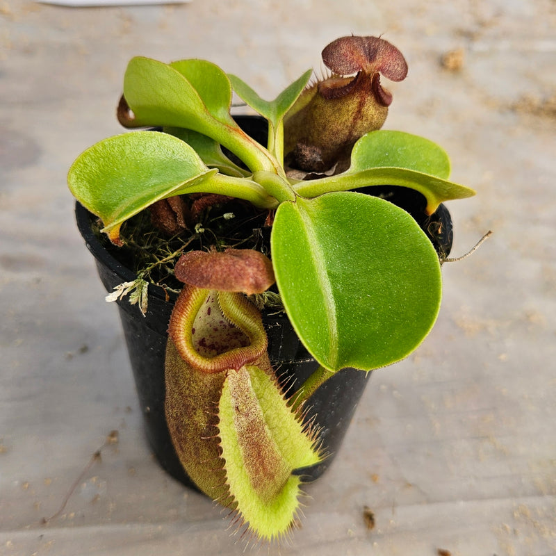 Nepenthes robcantleyi Specimen - Seed Grown