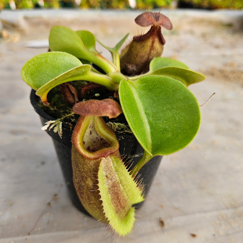 Nepenthes robcantleyi Specimen - Seed Grown