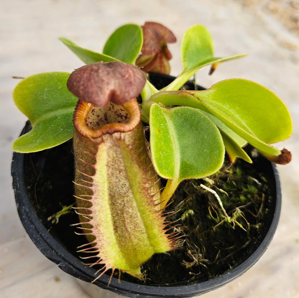 Nepenthes robcantleyi Specimen - Seed Grown