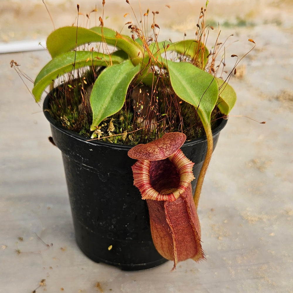 Nepenthes Valiant Battle Specimen - N. veitchii x xbriggsiana