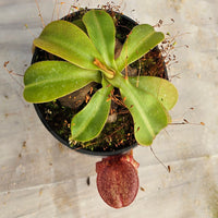 Nepenthes Valiant Battle Specimen - N. veitchii x xbriggsiana