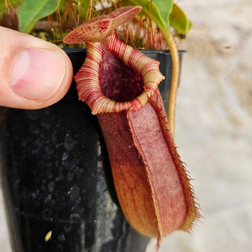 Nepenthes Valiant Battle Specimen - N. veitchii x xbriggsiana