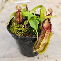 Nepenthes Stoic Hero Specimen - N. spathulata x hamata