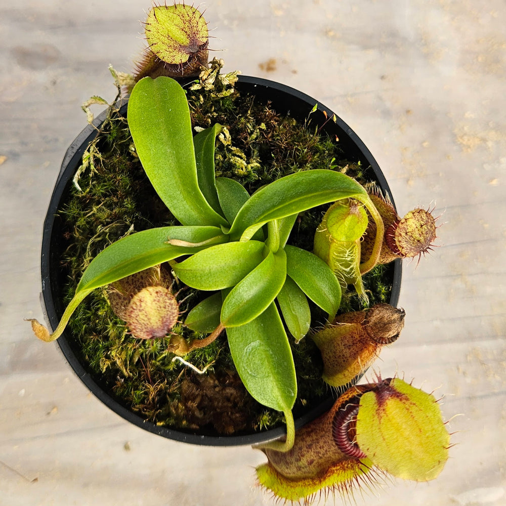 Nepenthes Stoic Hero Specimen - N. spathulata x hamata