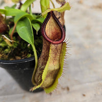 Nepenthes Stoic Hero Specimen - N. spathulata x hamata