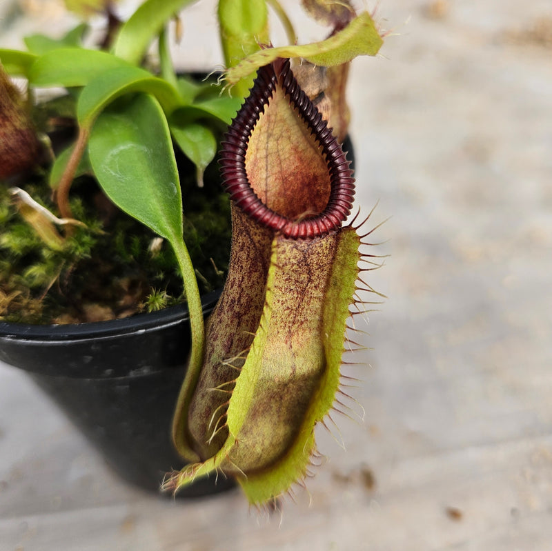 Nepenthes Stoic Hero Specimen - N. spathulata x hamata