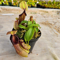 Nepenthes Stoic Hero Specimen - N. spathulata x hamata