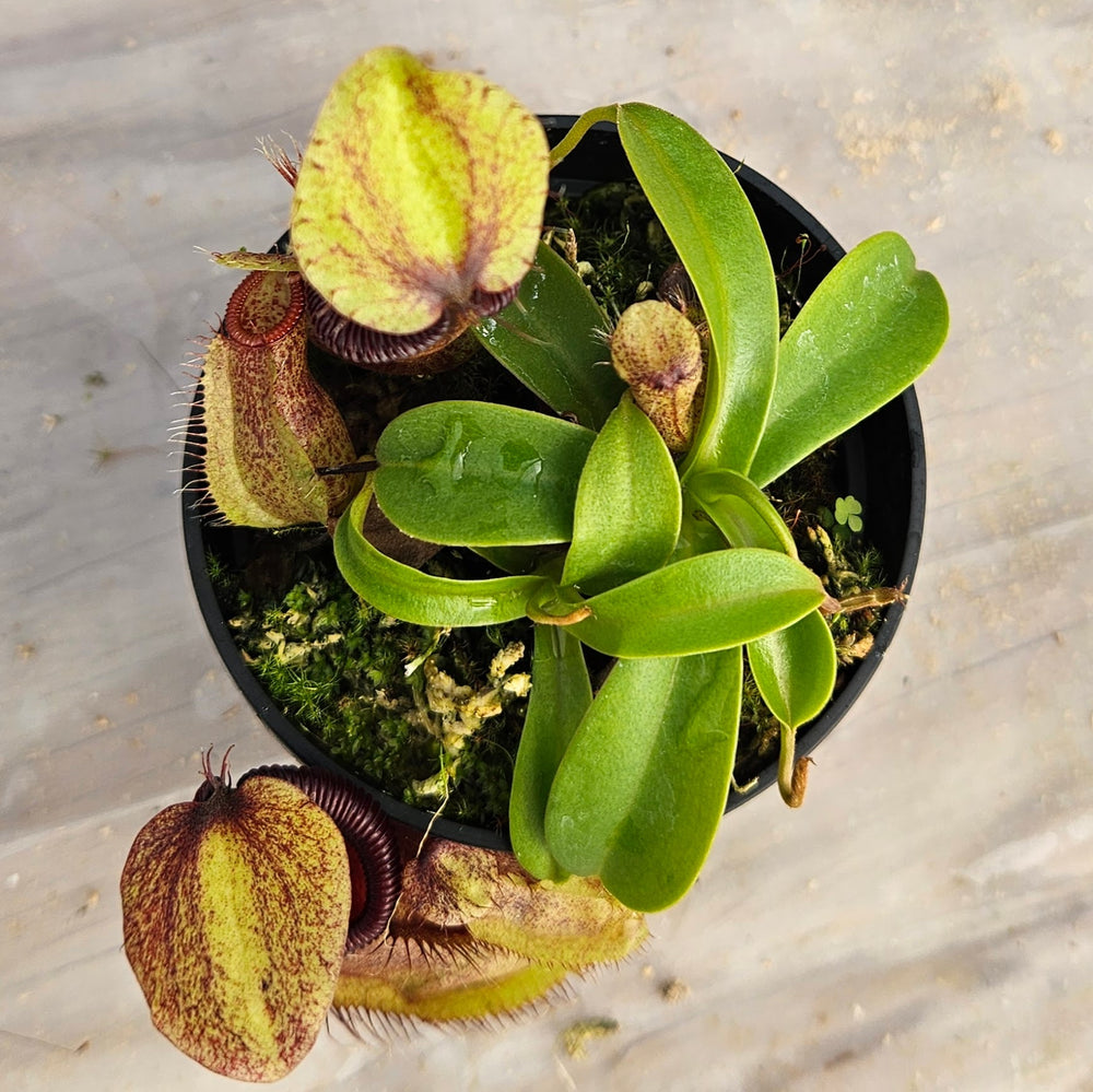 Nepenthes Stoic Hero Specimen - N. spathulata x hamata